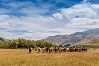 Herd of cows in New Zealand pasture