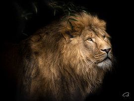 Löwe aus der Dunkelheit von Remco Rust