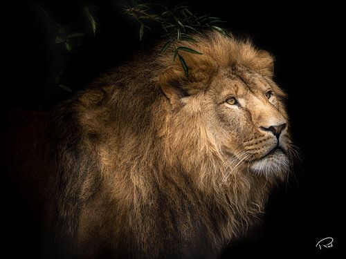 Lion of Darkness