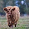 Schotse Hooglander kalf in Drenthe van Karin van Rooijen Fotografie