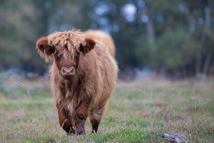 Scottish Highlander calf in Drenthe by Karin van Rooijen Fotografie