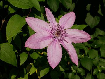 Een groot bloemige roze/paars bloeiende clematis. van Wim vd Neut