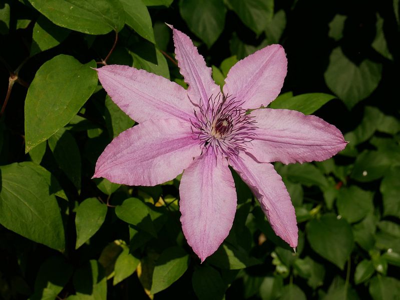 Eine große rosa/violett blühende Clematis. von Wim vd Neut