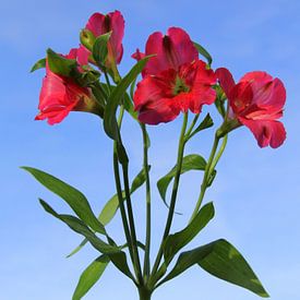 Rote Pracht vor blauem Himmel. von Jose Lok