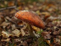 Schlapphut