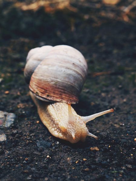 Roman snail 1 by Jörg Hausmann