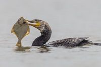 Großmaul. Kormoran mit einem Plattfisch.