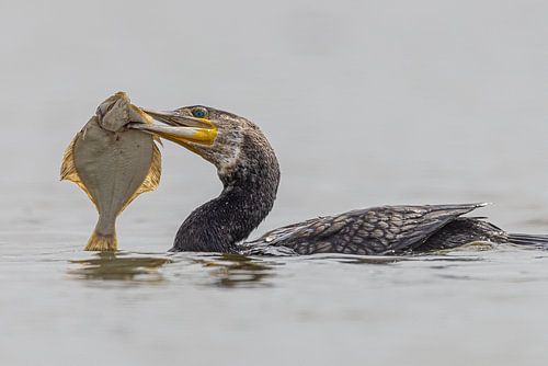 Grande gueule. Cormoran avec un poisson plat. sur Smit in Beeld