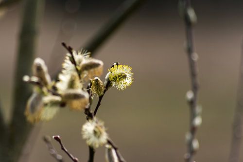 Wilgenbloei close up