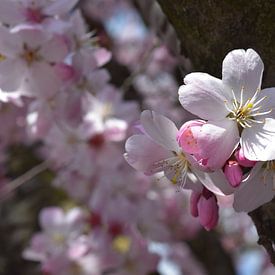 Blüte von Rika Roozendaal