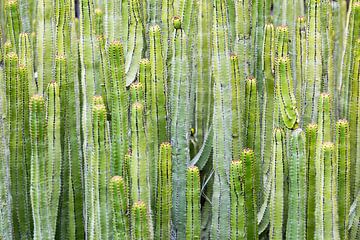 Cactus von Klaas Boonstra