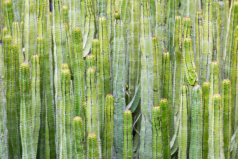 Cactus van Klaas Boonstra