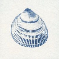 Flachgerippte Herzmuschel