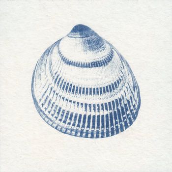 Flachgerippte Herzmuschel