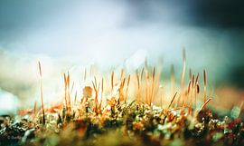 Eye level with Earth by IlseKoole