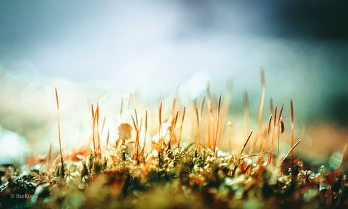 Augenhöhe mit der Erde von IlseKoole