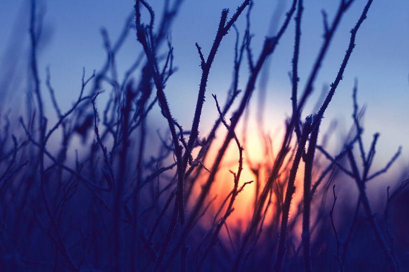 Hoarfrost on branches at sunrise by Dirk Wüstenhagen