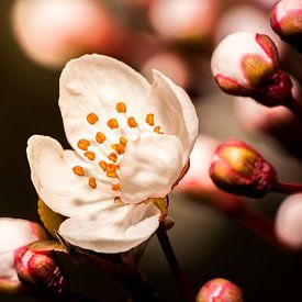 Cherry blossom at first light by shot.by alexander