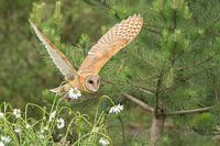 Barn owl in flight