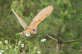 Barn owl in flight by Marjon Tigchelaar