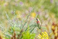 the common linnet