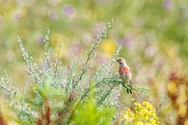 the common linnet von claes touber