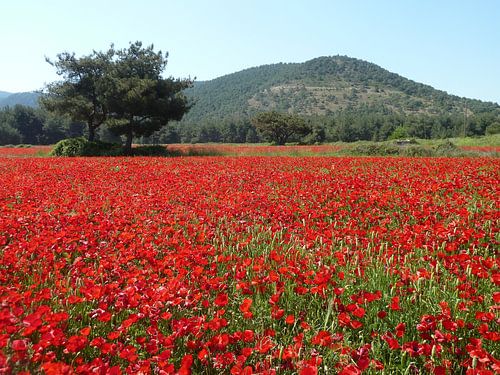 Lesbos - papavervelden