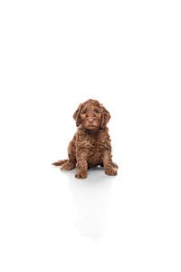 Chiot Labradoodle sur fond blanc