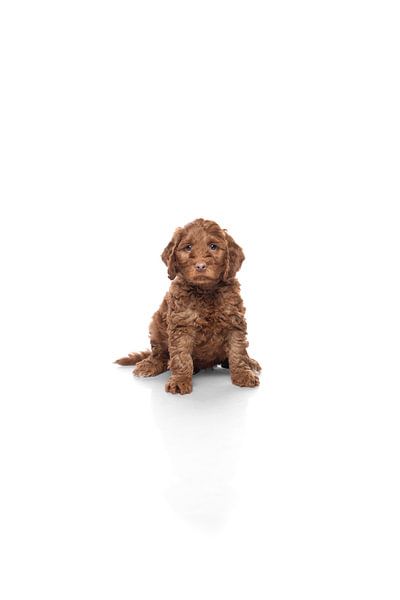 Labradoodle Welpe auf weißem Hintergrund von Ellen Van Loon