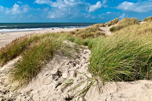 Les dunes ensoleillées au bord de la mer du Nord au Danemark 