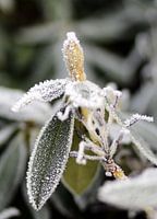 Bloem in de knop in de winter