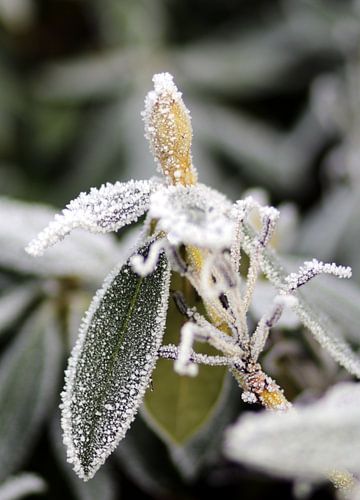 Bloem in de knop in de winter