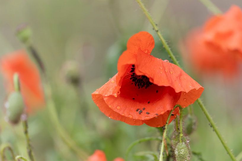 Mohnblume mit einem Bokeh aus Grün und Rot als Hintergrund von Lieke van Grinsven van Aarle