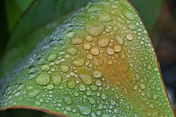 une feuille de lys canna avec des gouttes de pluie sur Werner Lehmann