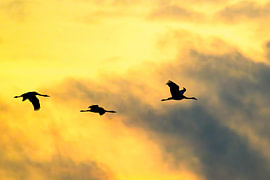 Kraniche, die während des Herbstzuges durch die Luft fliegen  von Sjoerd van der Wal Fotografie