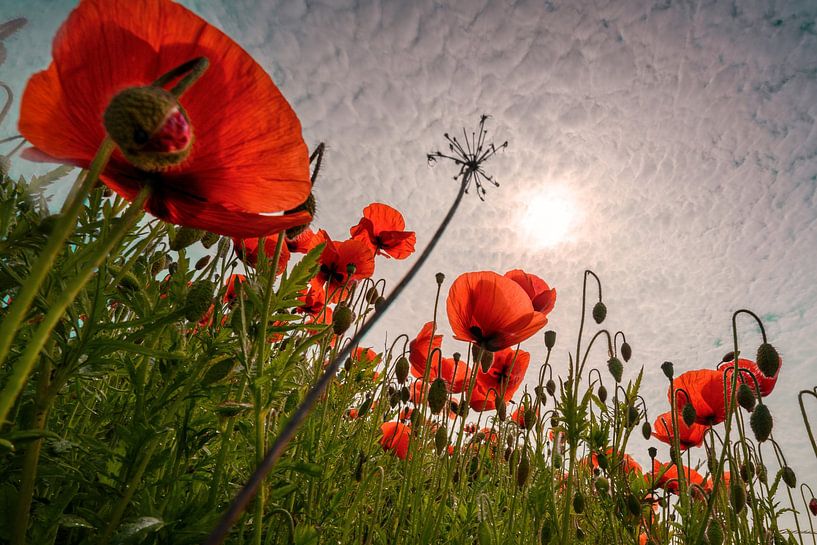 Mohn am Berghang von Kurt Krause