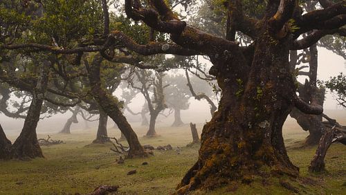 Mysteriöser Fanalwald mit Nebel und Kühen
