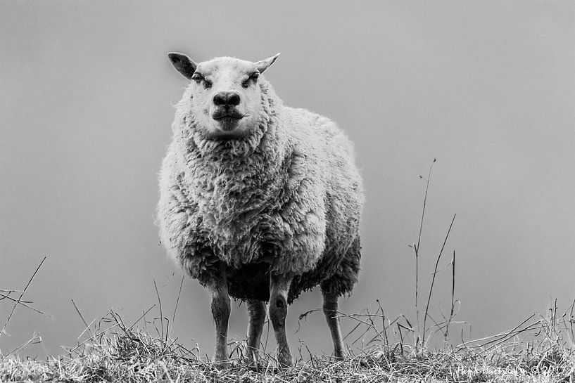 Schapenkop by Henk Hartzheim