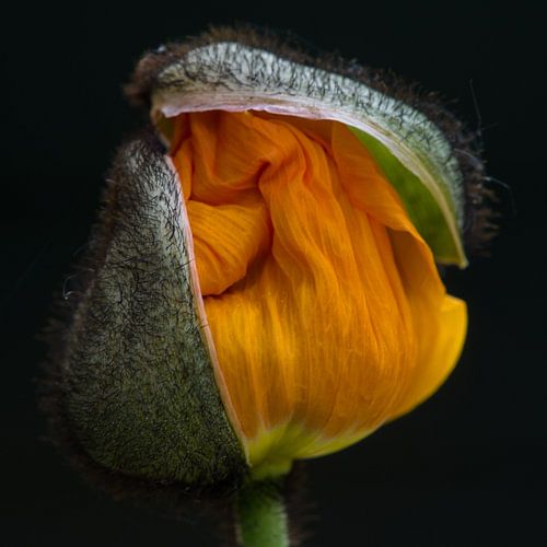 orange poppy