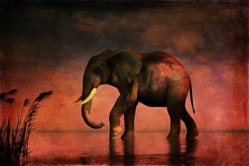 Tierreich  – Elefant geht alleine durch das Wasser von Jan Keteleer