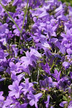 paarse bloemen van romy sharif