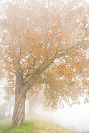 Boom in de mist