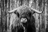 Schotse hooglander zwart/wit van Steven Luchtmeijer thumbnail