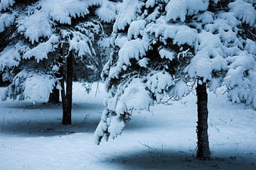Blanc comme neige sur Annemarie Veldman