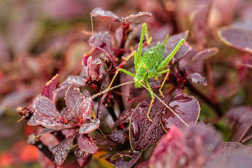 Grasshopper by Rob Boon