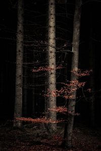 Herbstnacht