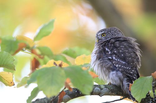 Dwergooruil, Zwabische Alpen, Baden-Württemberg, Duitsland