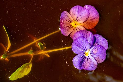 Horned violets in Bichelsee