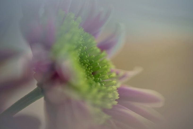 flower by Paquita Six