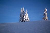 Een winterlandschap in de blauwe koude lucht van Barbara Koppe thumbnail